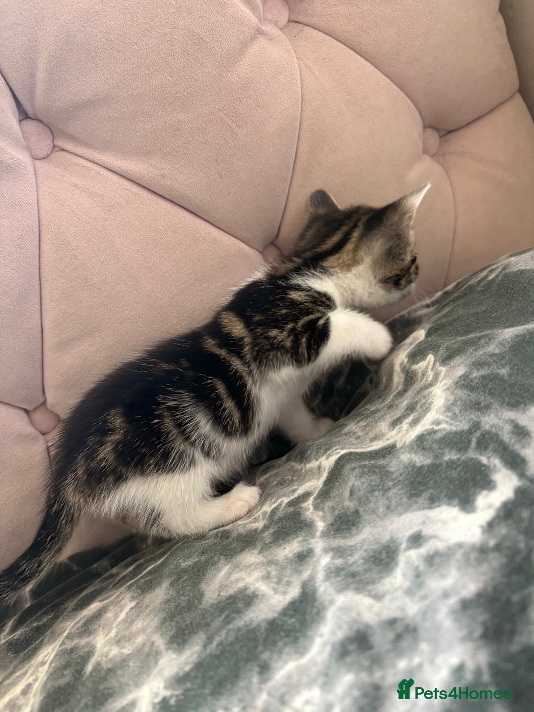 Mixed Breed cats for sale: 6 kittens not ready till 14th August  - Image 4