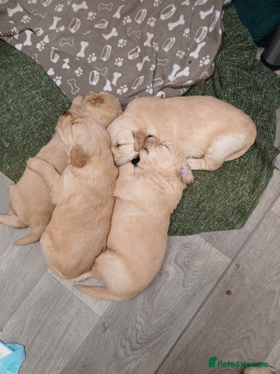 Golden Retriever dogs for sale: Golden retrievers  - Advert 3