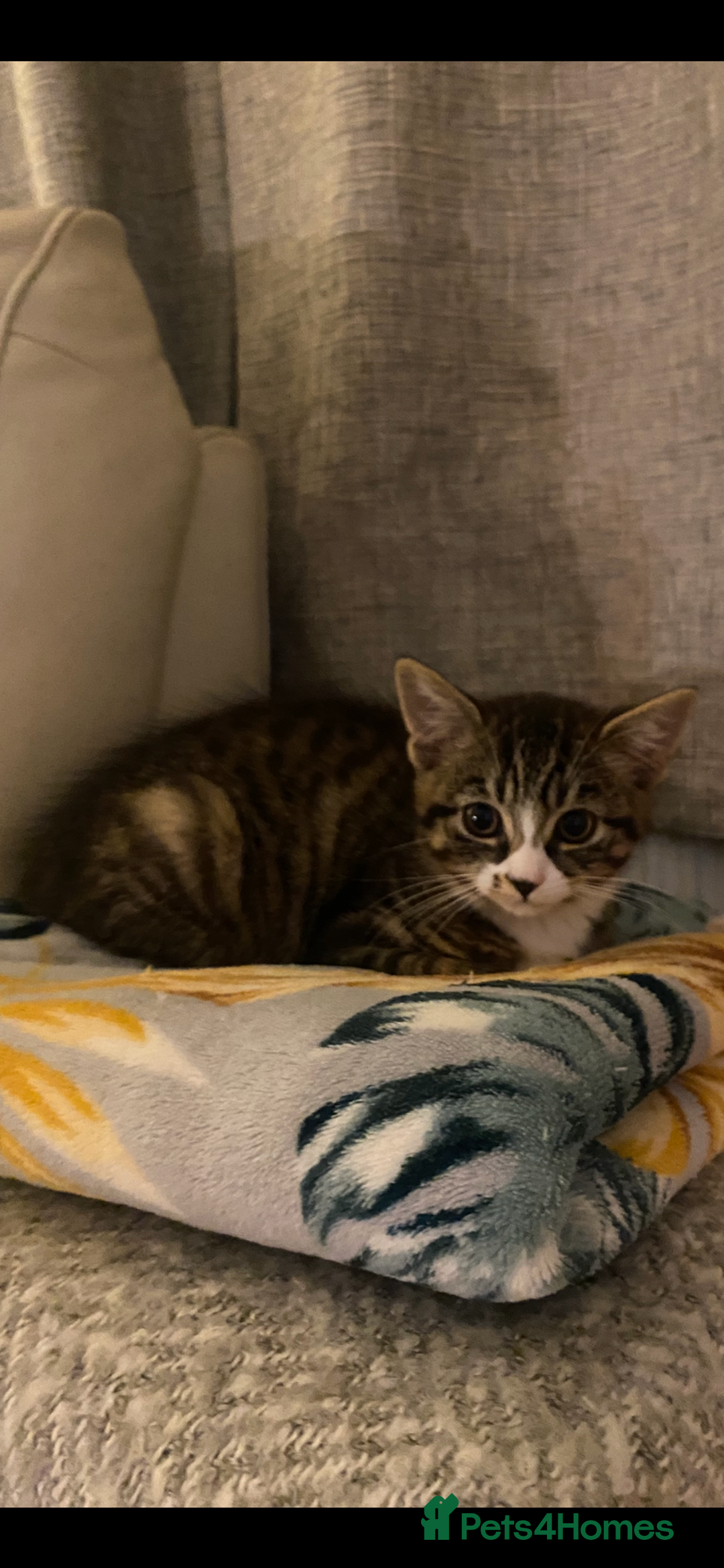 Bengal cats for sale: Tabby stripy Bengal cross  - Image 12