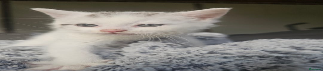 Russian white/ persian Kitten 3