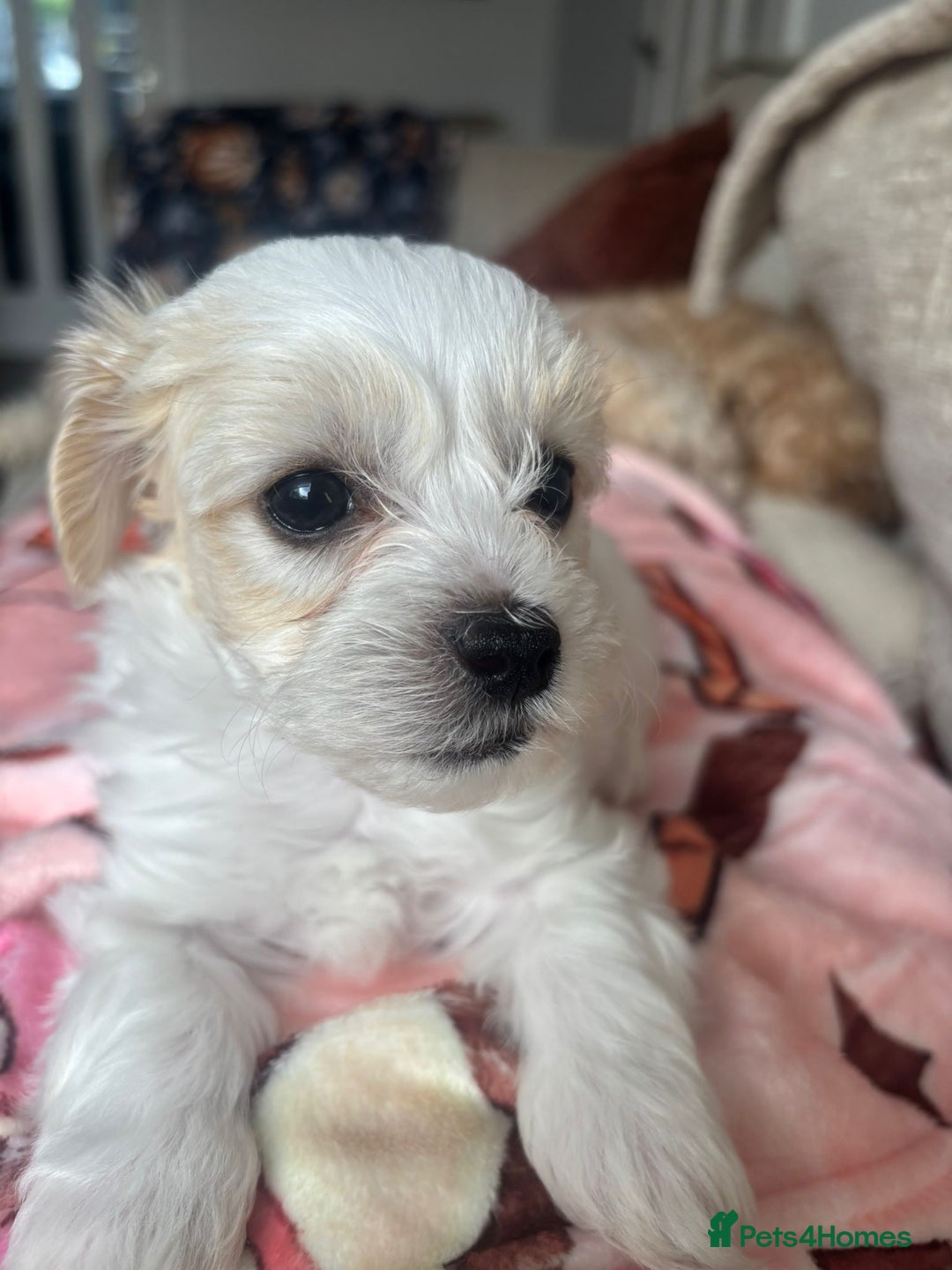 Maltipoo dogs for sale: Minnies maltipoos  - Image 29