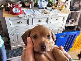 Dachshund dogs Dachshund puppies ready in 5 days - Advert 3