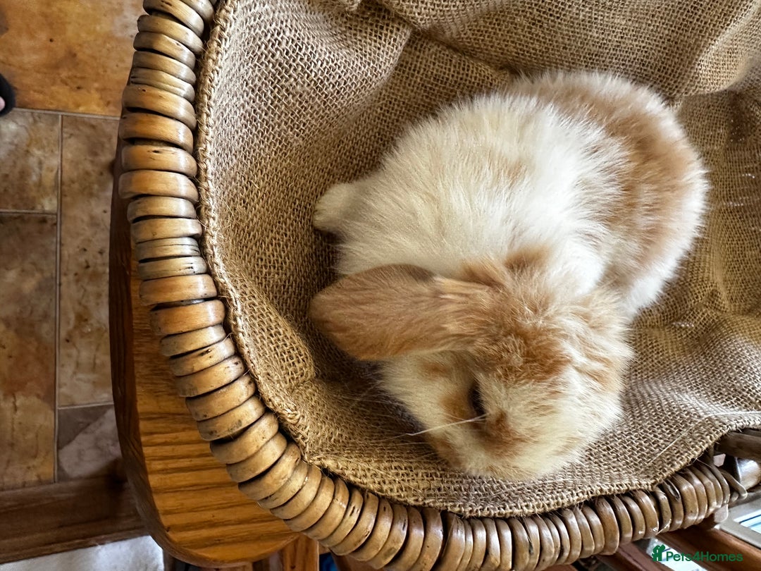 Mini Lion Lop rabbits for sale: Pure bred mini lop bunnies in Uckfield - Image 3