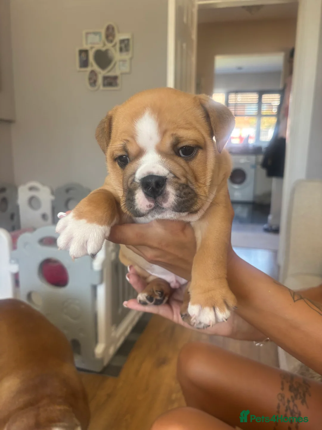 English Bulldog dogs for sale: Chunky English Bulldog Boys  - Advert 2