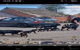 Rottweiler dogs for sale: 3 Handsome boys - Image 5