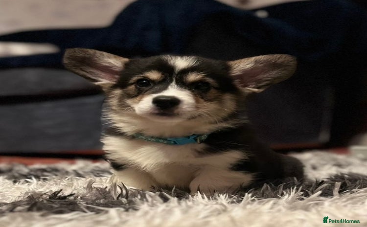 Welsh Corgi Pembroke dogs Champion Show quality stunning Corgi Puppies - Advert 2