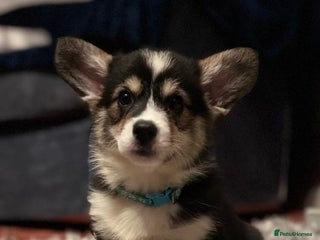 Welsh Corgi Pembroke dogs Champion Show quality stunning Corgi Puppies - Advert 2