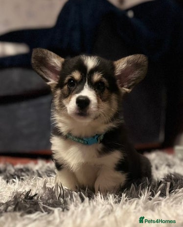 Welsh Corgi Pembroke dogs Champion Show quality stunning Corgi Puppies - Advert 2