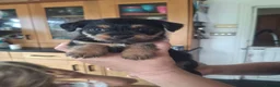 Chorkie dogs for sale: Chorkie puppies 🐶  - Advert 2