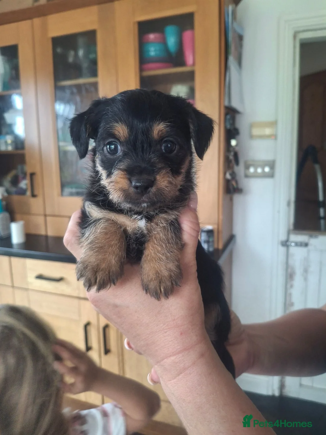 Chorkie dogs for sale: Chorkie puppies 🐶  - Advert 2