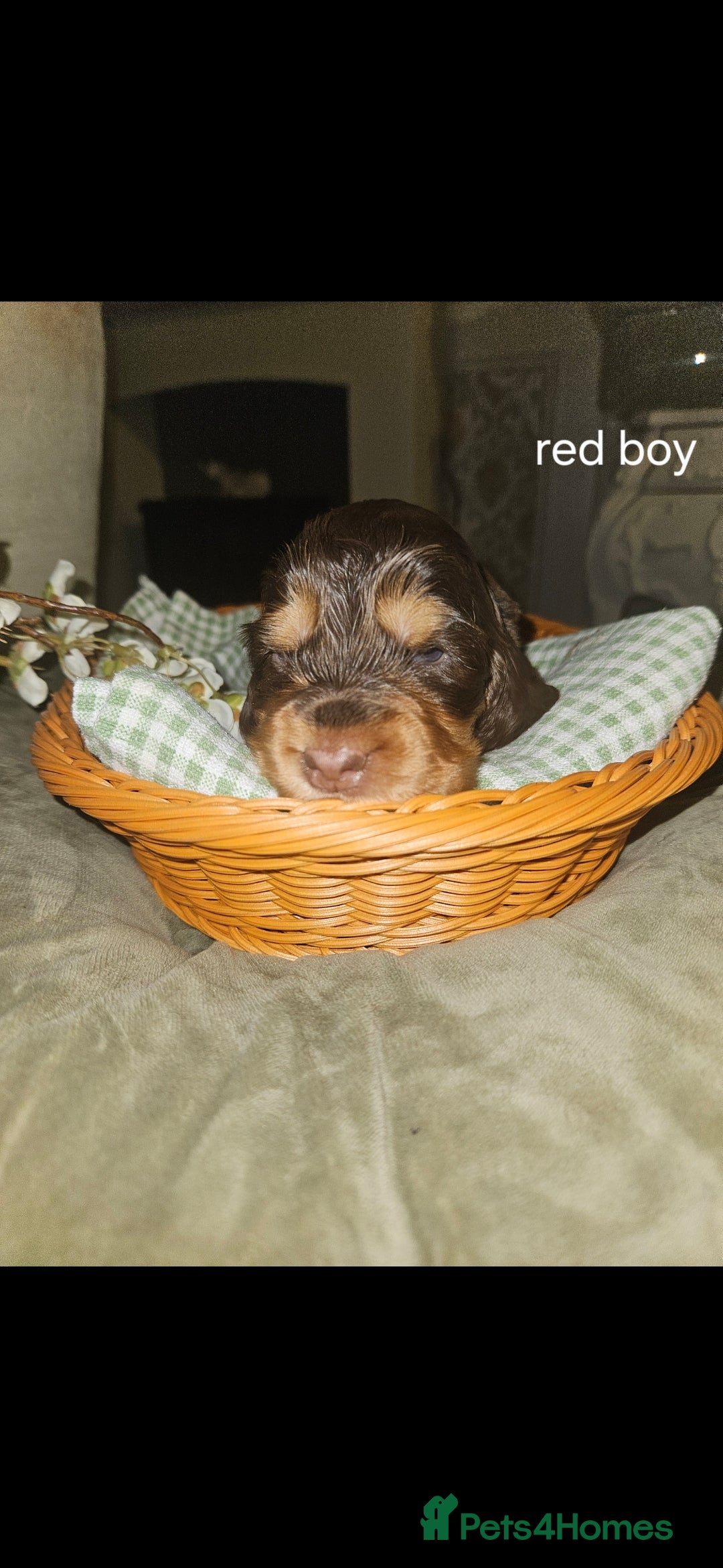 Cocker Spaniel dogs for sale: Show cocker spaniel  - Advert 3