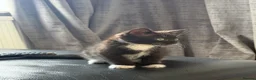 Mixed Breed cats for sale: Beautiful Black/Dark Brown Tabby Girl - Advert 9
