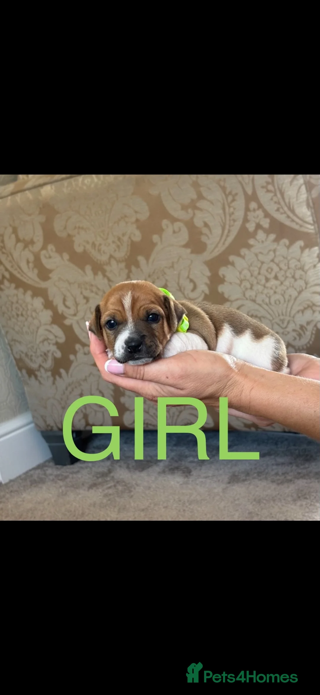 Jack Russell dogs for sale: Miniature jack Russell’s  - Advert 1