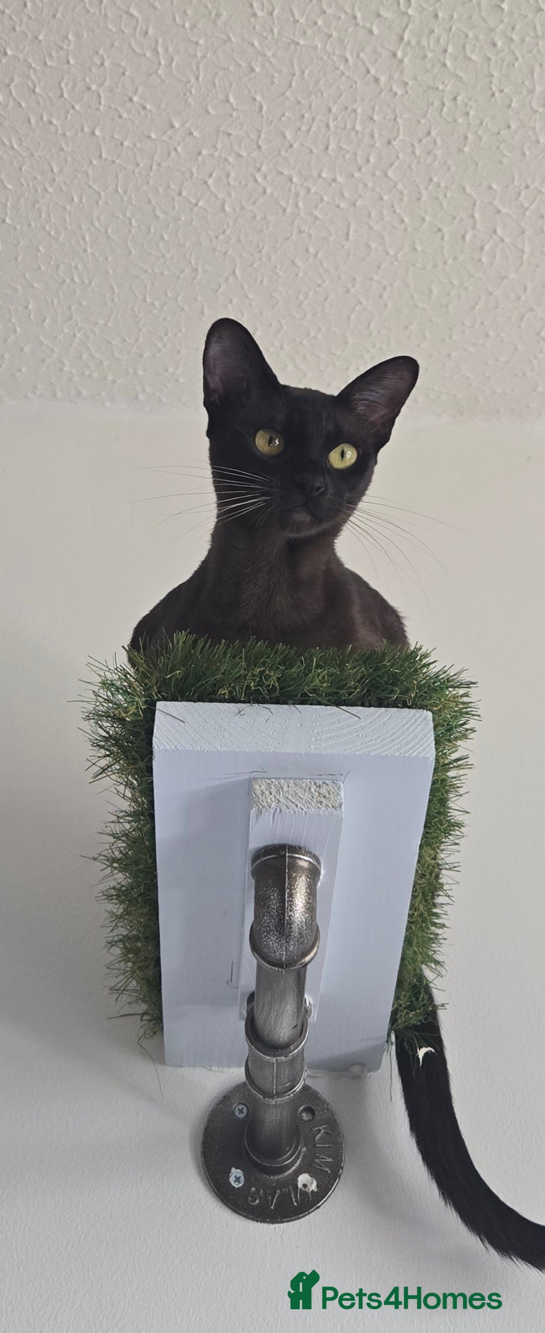 Burmese cats Blue and chocolate Burmese kittens  - Advert 3