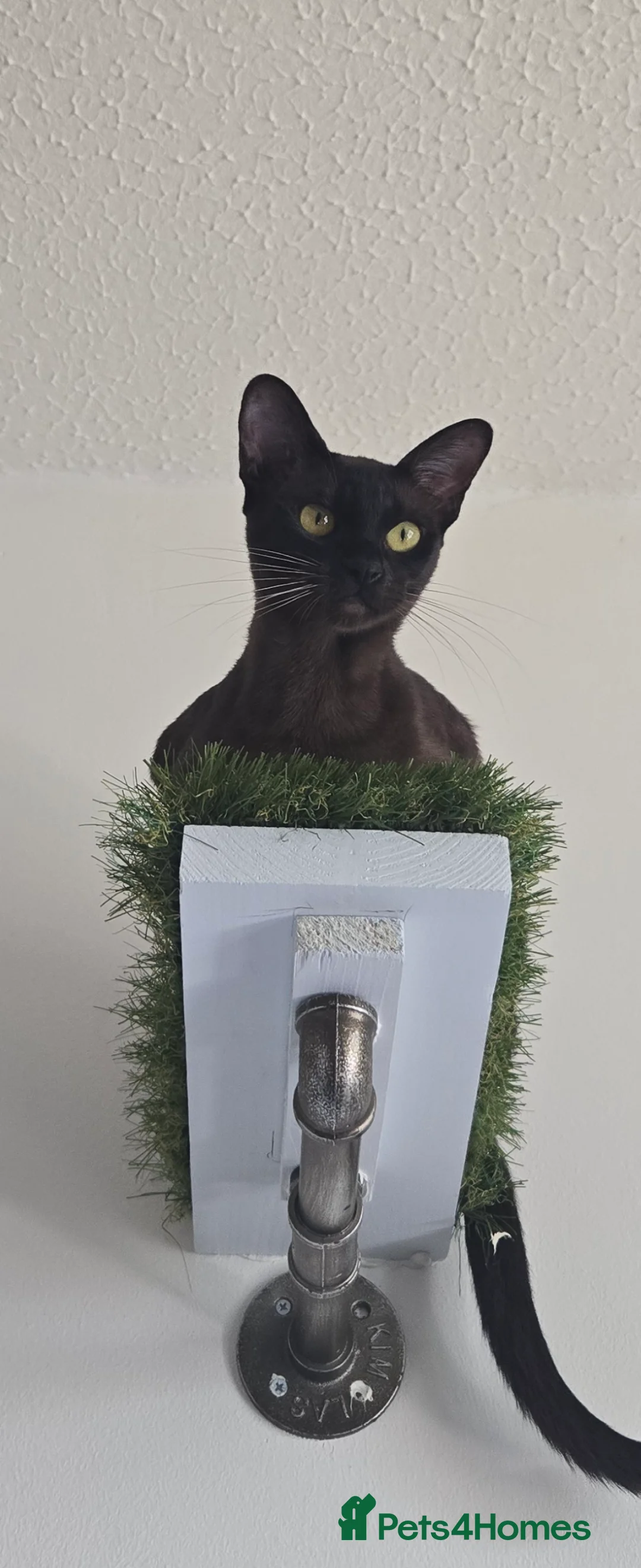 Burmese cats for sale: Blue and chocolate Burmese kittens  - Advert 1