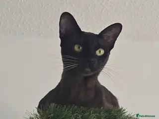 Burmese cats Blue and chocolate Burmese kittens - Advert 3