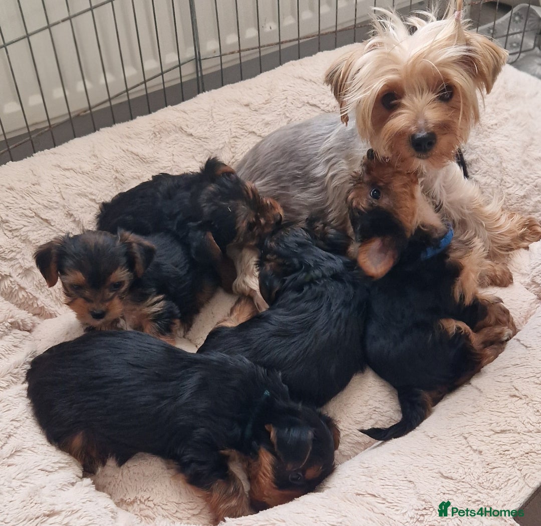 Yorkshire Terrier dogs for sale: Beautiful yorkie puppies - Advert 19