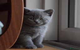 British Shorthair cats for sale: BSH Blue kittens, 3xgirls 3xboys - Image 4