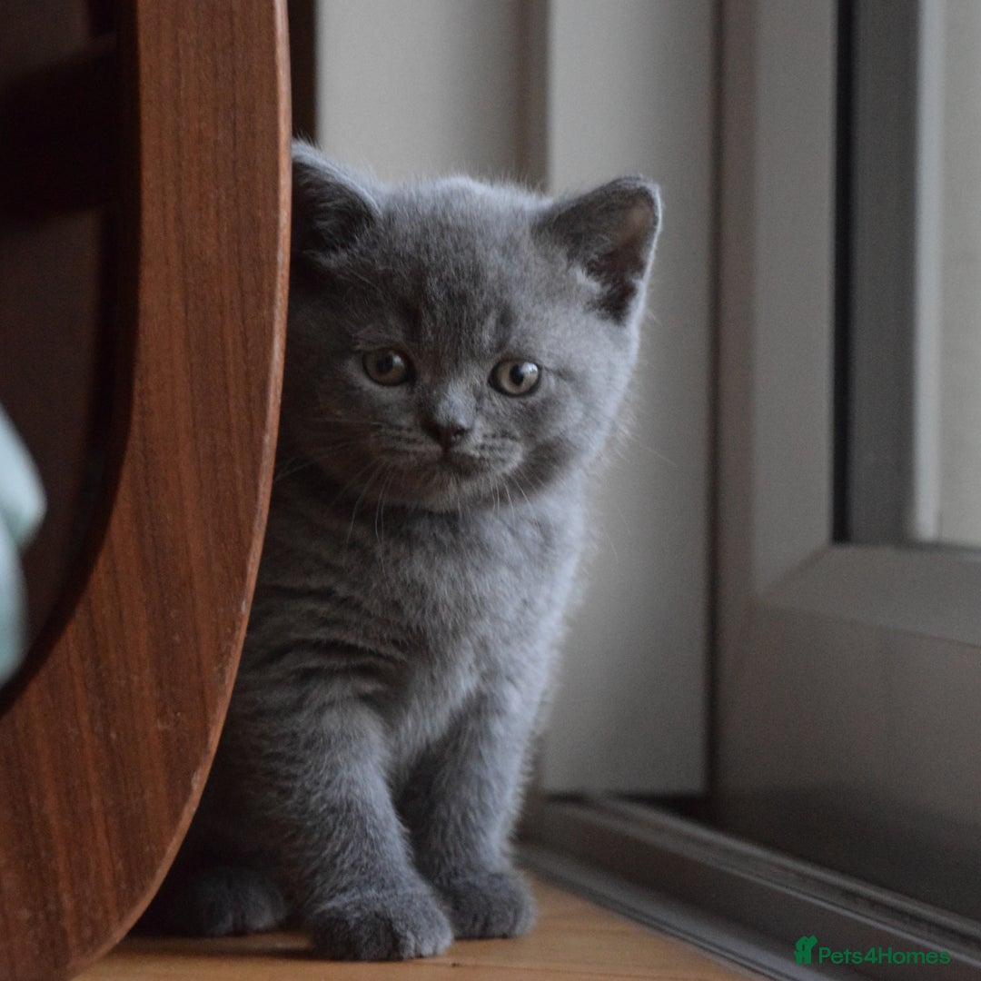 British Shorthair cats for sale: BSH Blue kittens, 3xgirls 3xboys - Image 4