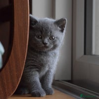 British Shorthair cats - Advert 3
