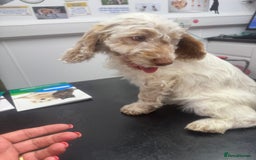 Cockapoo dogs for sale: 5🌟licensed breeder F1 Cockapoo's - Image 9