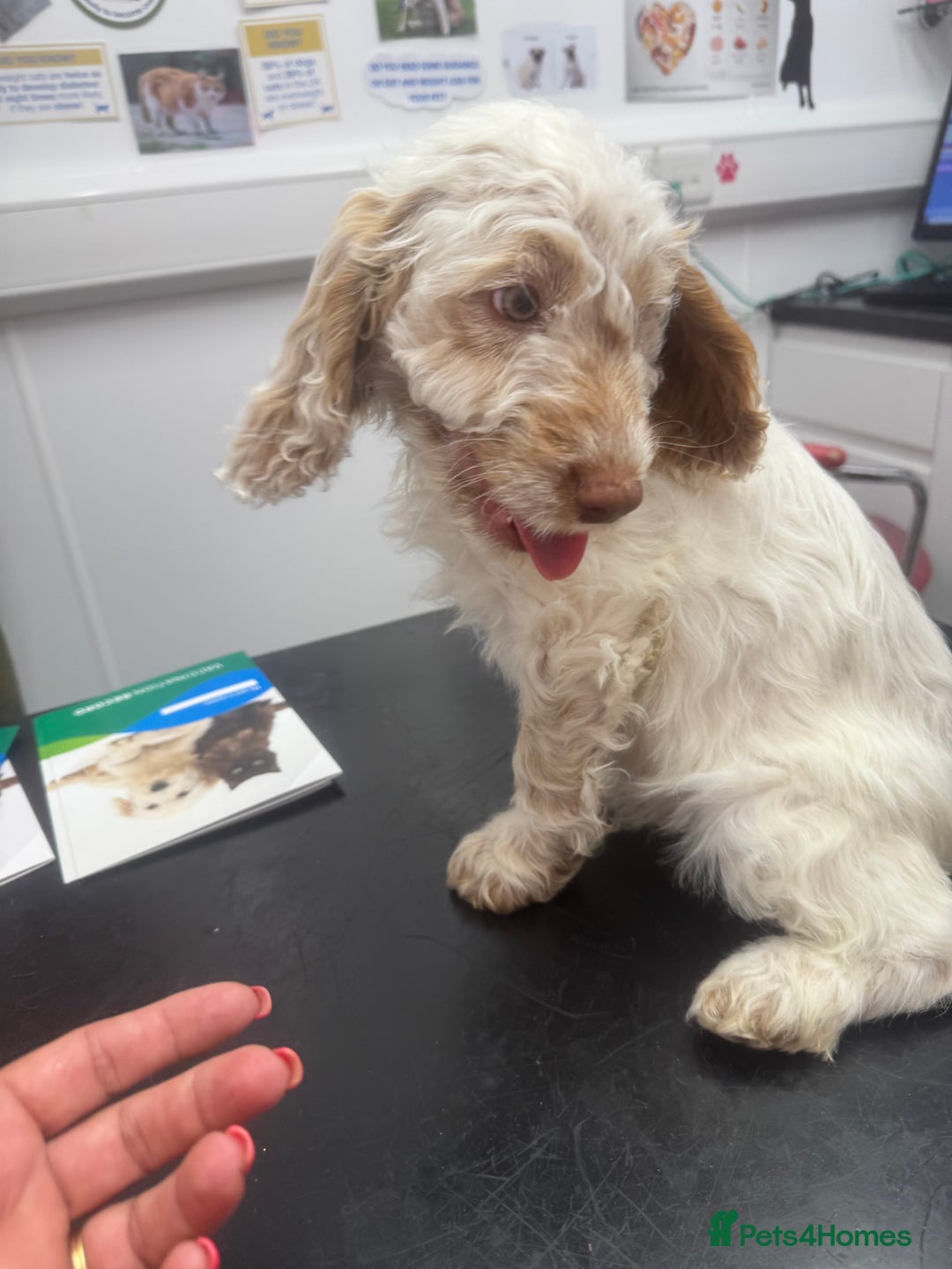 Cockapoo dogs for sale: 5🌟licensed breeder F1 Cockapoo's - Image 9