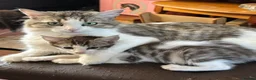Mixed Breed cats for sale: Mixed kittens  - Advert 17