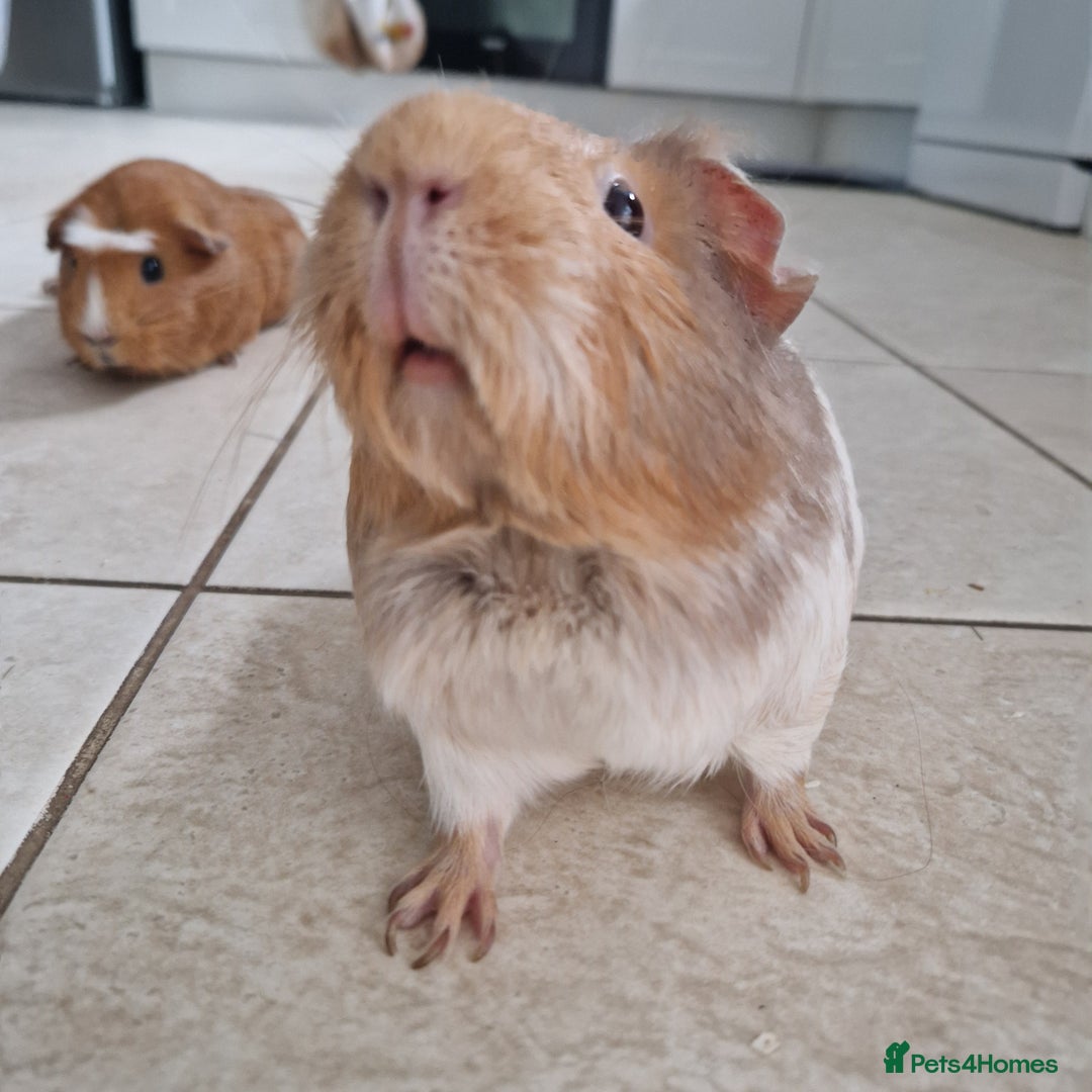 Guinea Pig rodents for sale: 2 Female Guinea Pigs  - Advert 3