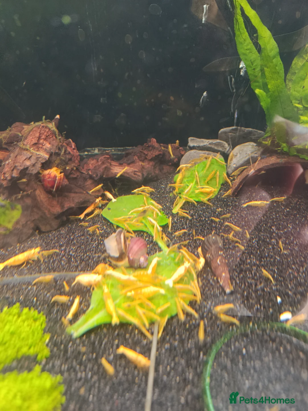 Shrimps fish for sale: Bloody Mary, Blue Dream, Golden Dream - Advert 1