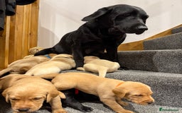 Labrador Retriever dogs for sale: Early Autumn Labrador Puppies - Image 19