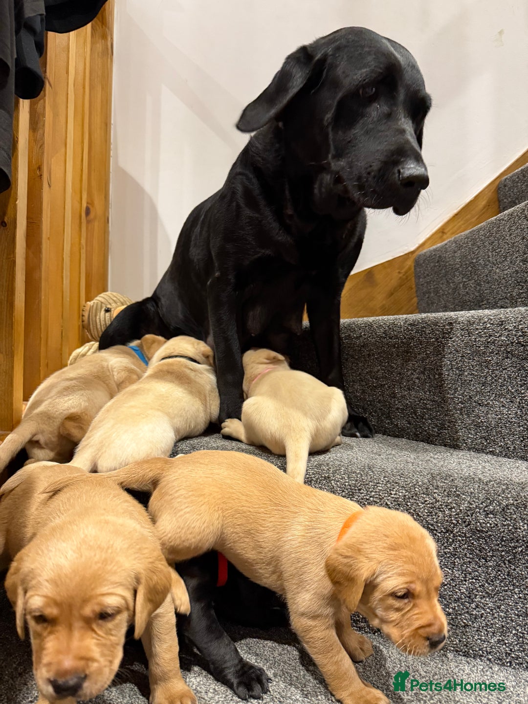 Labrador Retriever dogs for sale: Early Autumn Labrador Puppies - Image 19