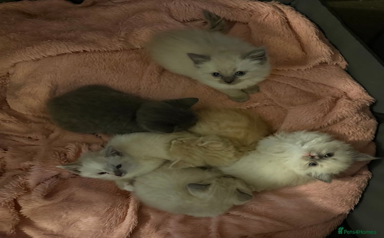 Ragdoll cats - Advert 2