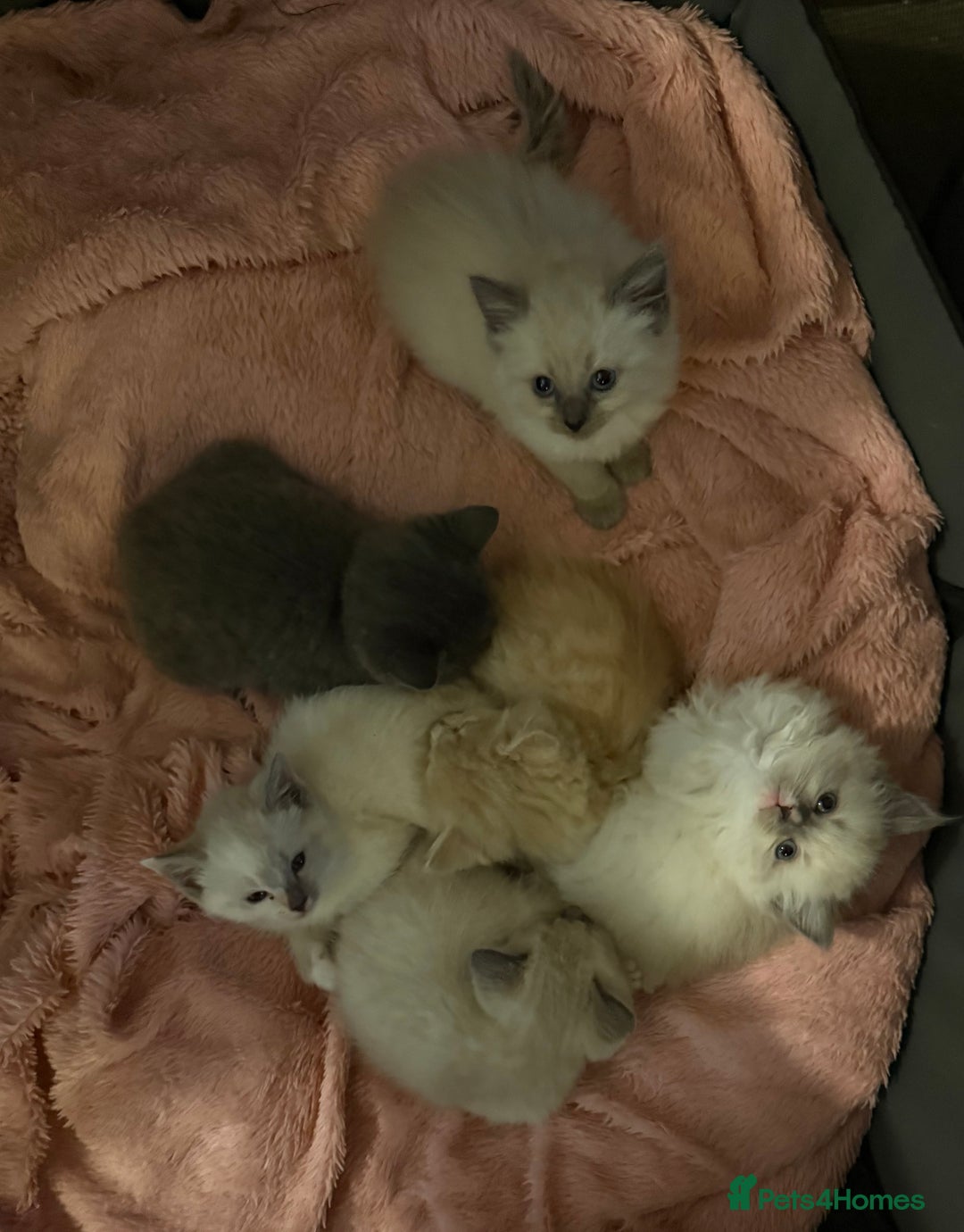 Ragdoll cats for sale: Half breeds - Image 1