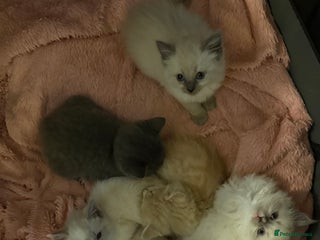 Ragdoll cats - Advert 3