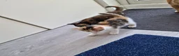 Mixed Breed cats for sale: Very Cute Calico Girl - Advert 35