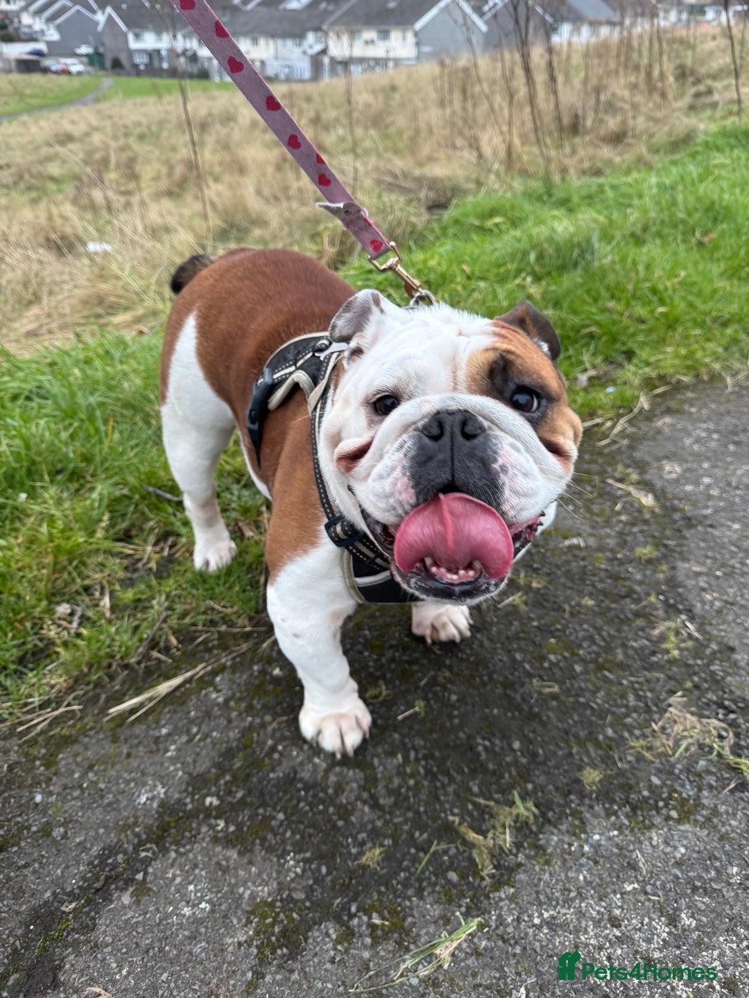 English Bulldog dogs for sale: 4 Year Old Female English Bulldog  - Advert 3