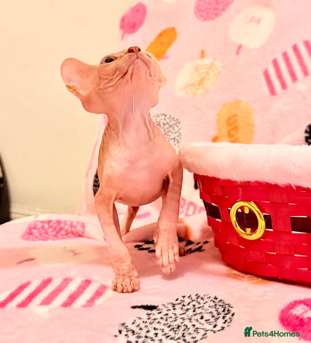Sphynx cats for sale:  ** ✨ Exquisite Sphynx Kittens  **  - Advert 4