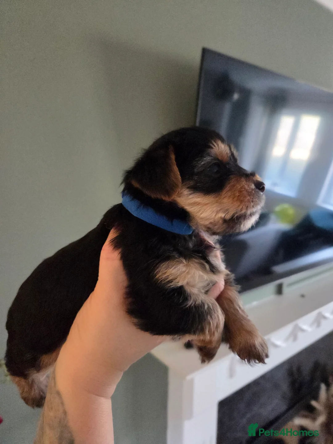 Yorkshire Terrier dogs for sale: Beautiful miniature Yorkshire terrier puppies - Advert 9