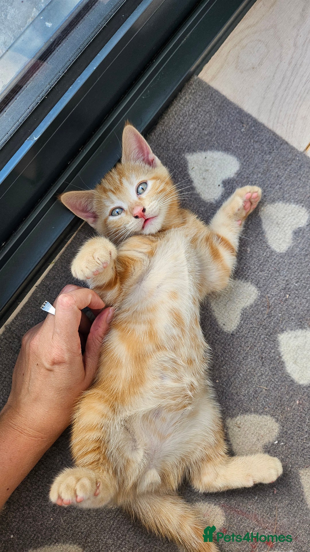 Mixed Breed cats for sale: 4 adorable kittens | ragdoll mix - Image 11