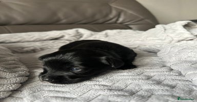 Mixed Breed dogs - Advert 6