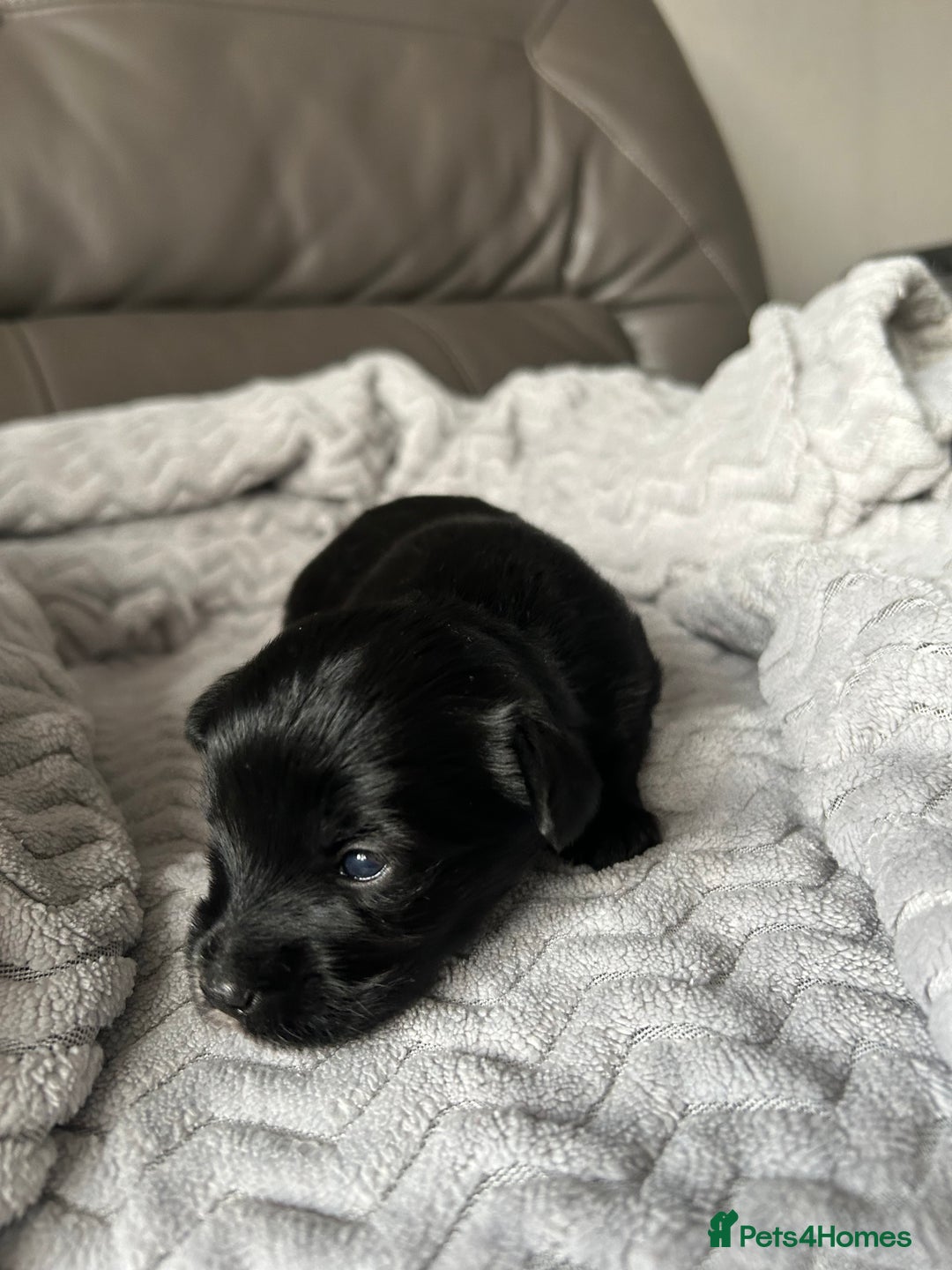 Mixed Breed dogs for sale: Maltipoo X Puppies For Sale 🐶🐾 - Image 3