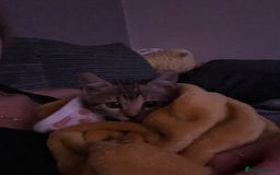 Bengal cats for sale: Three stunning Bengals reduced  - Image 19