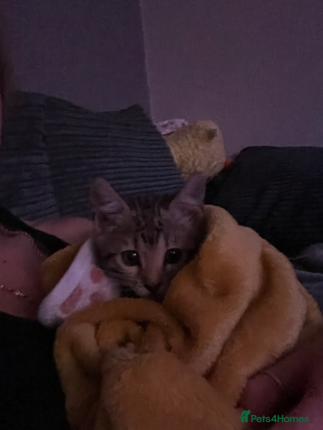 Bengal cats for sale: Three stunning Bengals reduced  - Image 19