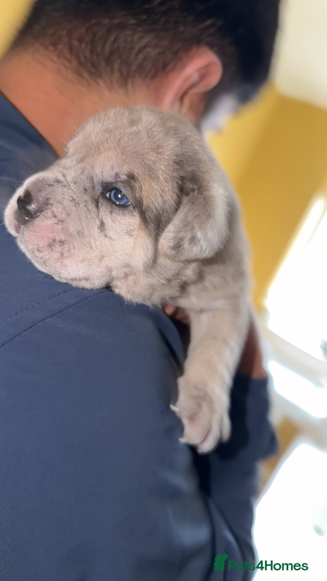 Cane Corso dogs for sale: Champion Bloodline Cane Corso Pups - Advert 12