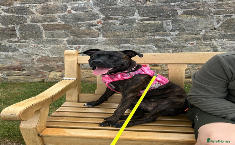 Mixed Breed dogs - Advert 3