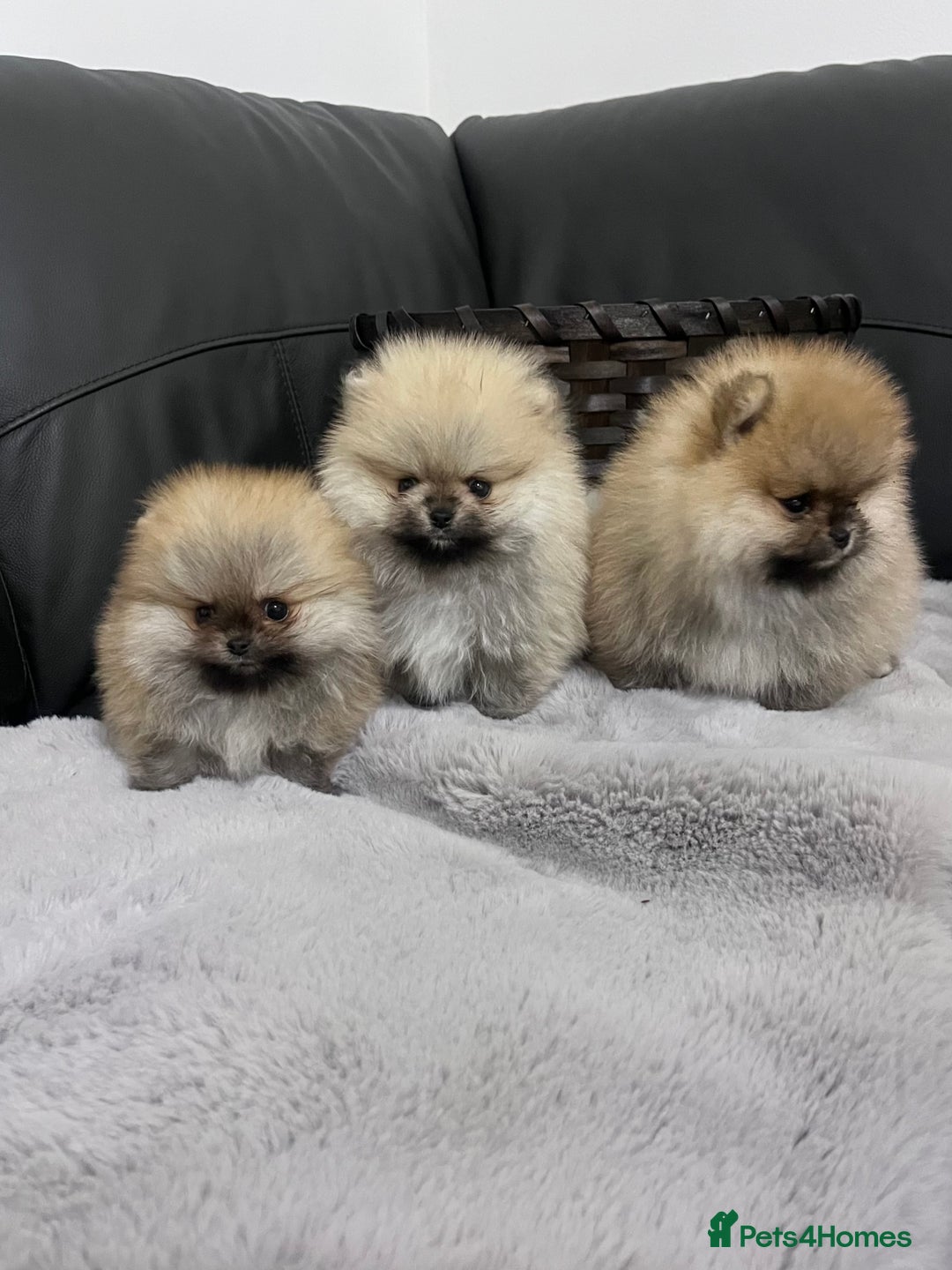 Pomeranian dogs for sale: 🔥Stunning 🐻Real Teddy Face🏆Quality  - Advert 11