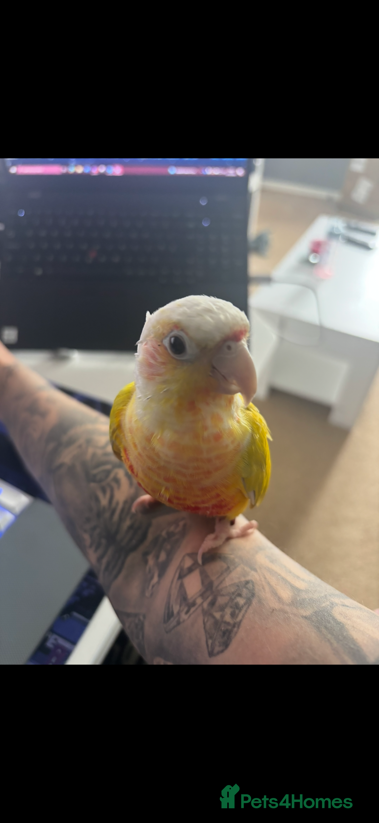 Conures birds Suncheek Conure–Tame–With Large Cage/Accessories - Advert 4