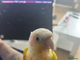 Conures birds Suncheek Conure–Tame–With Large Cage/Accessories - Advert 6