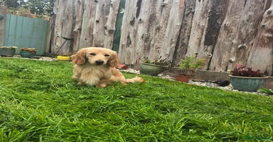 Miniature Dachshund dogs - Advert 9