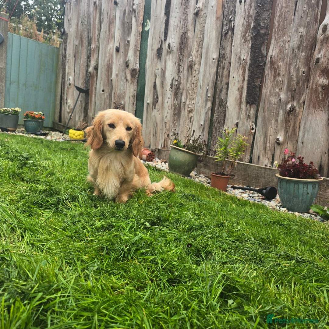 Miniature Dachshund dogs for sale: Kc registered cream dog  - Advert 2